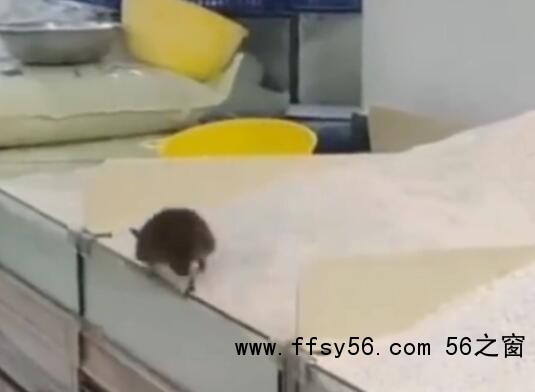 官方回应永辉超市老鼠爬大米 内幕曝光简直太意外了